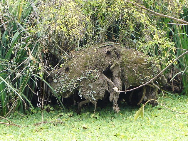 Foto de Acasusso, Buenos Aires, Argentina