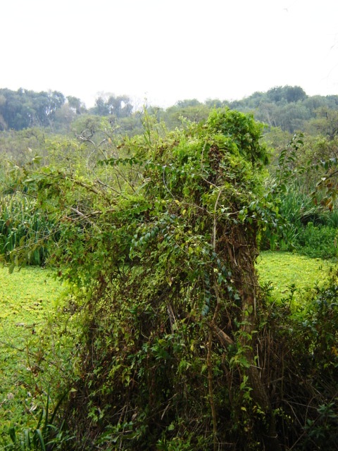 Foto de Acasusso, Buenos Aires, Argentina