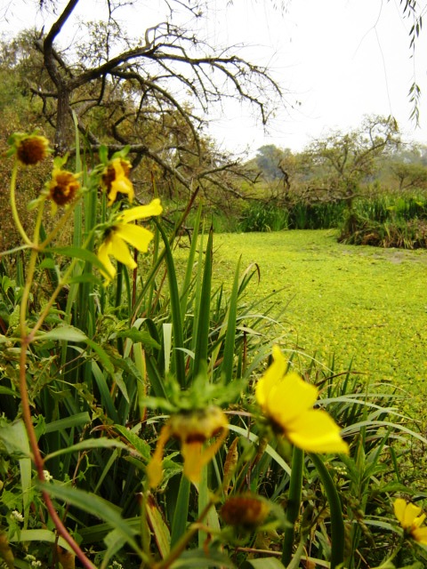 Foto de Acasusso, Buenos Aires, Argentina