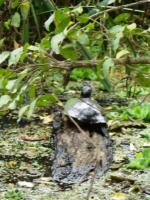 Foto de Acasusso, Buenos Aires, Argentina