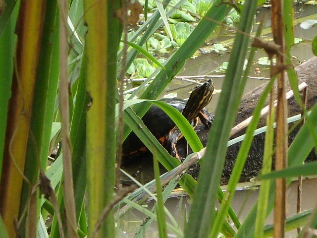 Foto de Acasusso, Buenos Aires, Argentina