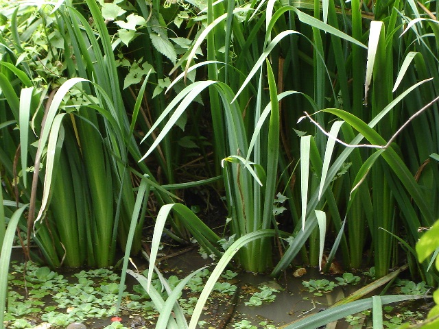 Foto de Acasusso, Buenos Aires, Argentina