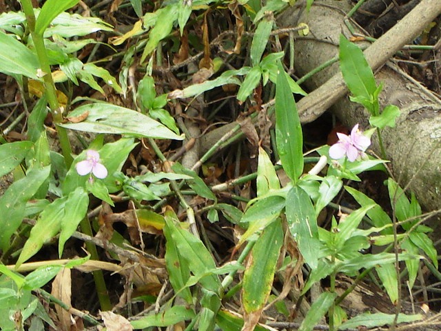 Foto de Acasusso, Buenos Aires, Argentina