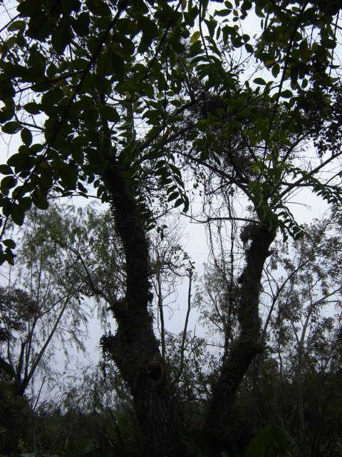 Foto de Acasusso, Buenos Aires, Argentina