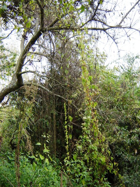 Foto de Acasusso, Buenos Aires, Argentina