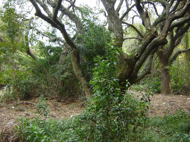 Foto de Acasusso, Buenos Aires, Argentina