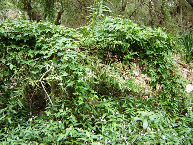 Foto de Acasusso, Buenos Aires, Argentina