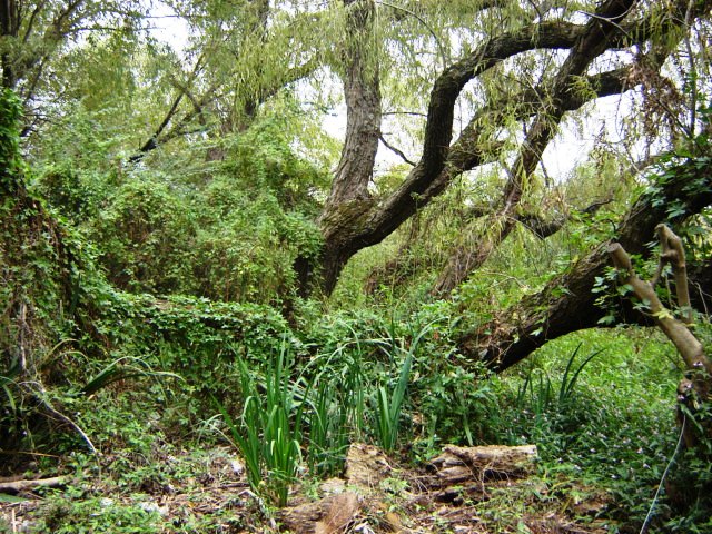 Foto de Acasusso, Buenos Aires, Argentina