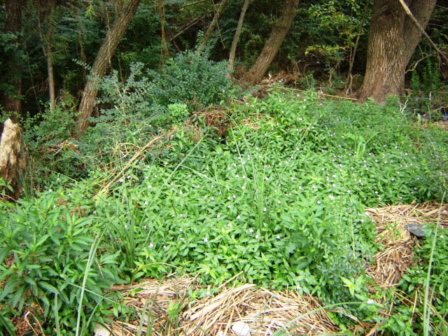 Foto de Acasusso, Buenos Aires, Argentina