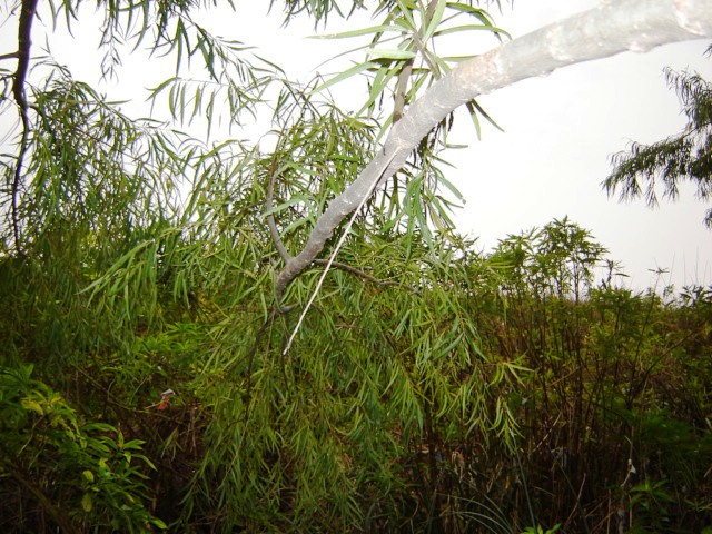 Foto de Acasusso, Buenos Aires, Argentina