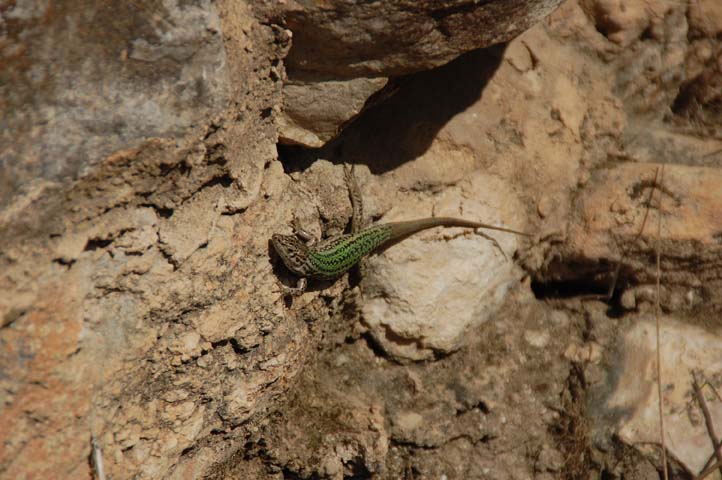Foto de Sant Josep Ibiza (Illes Balears), España