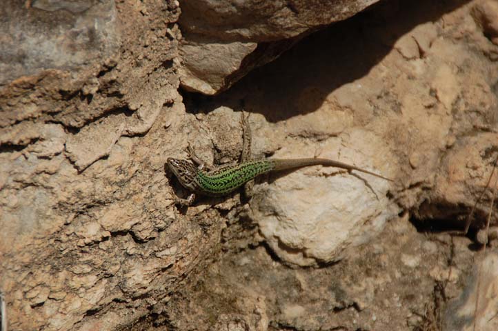Foto de Sant Josep (Ibiza) (Illes Balears), España