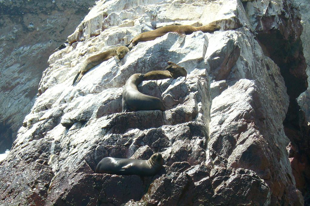 Foto de Paracas, Perú