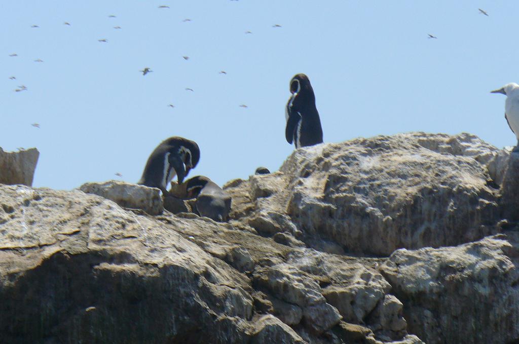 Foto de Paracas, Perú