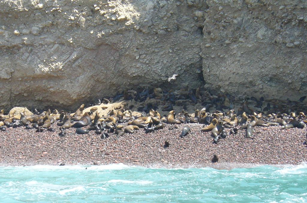Foto de Paracas, Perú