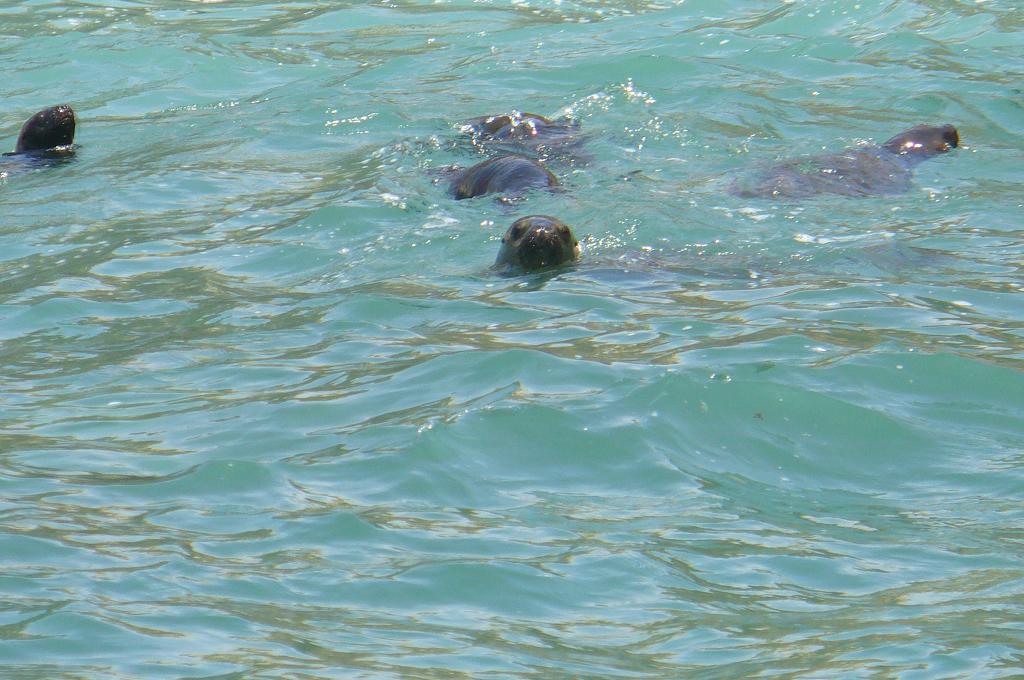 Foto de Paracas, Perú