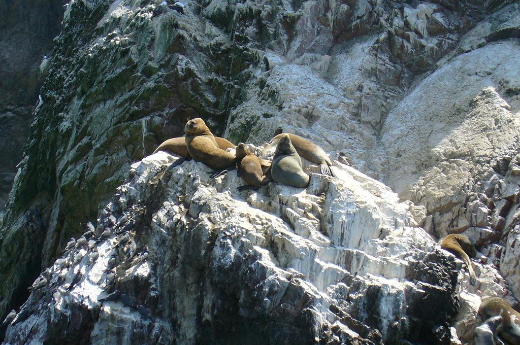 Foto de Paracas, Perú