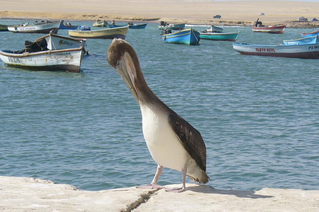 Foto de Paracas, Perú