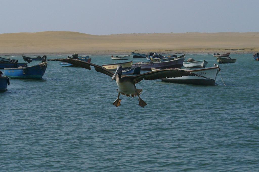 Foto de Paracas, Perú