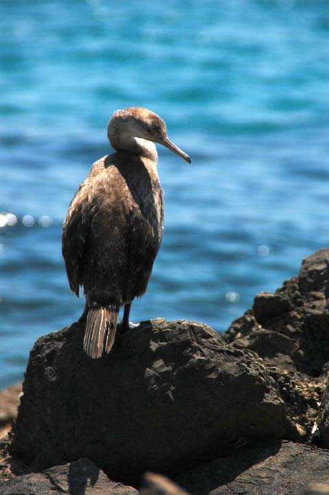 Foto de Sant Josep - Ibiza (Illes Balears), España