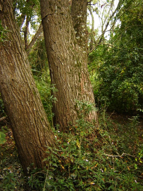 Foto de Acasusso, Buenos Aires, Argentina