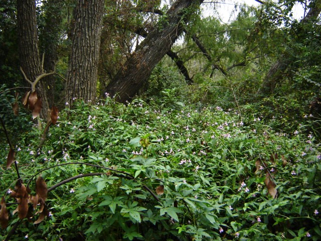 Foto de Acasusso, Buenos Aires, Argentina