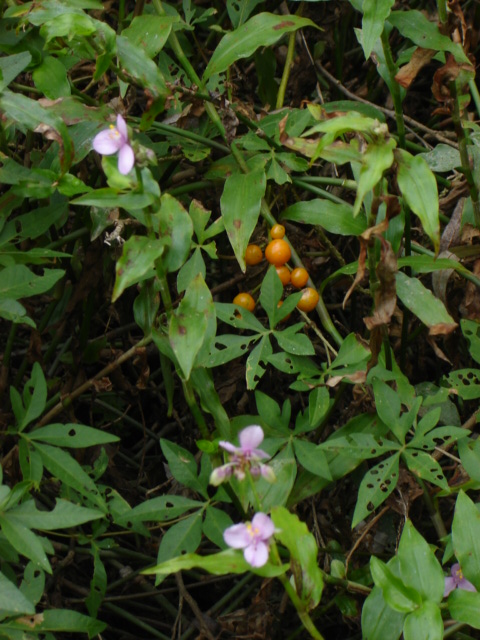 Foto de Acasusso, Buenos Aires, Argentina