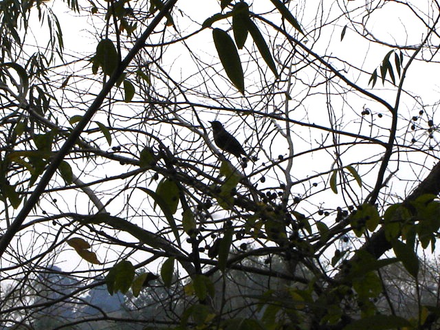 Foto de Acasusso, Buenos Aires, Argentina