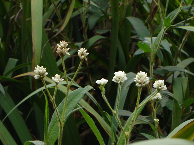 Foto de Acasusso, Buenos Aires, Argentina