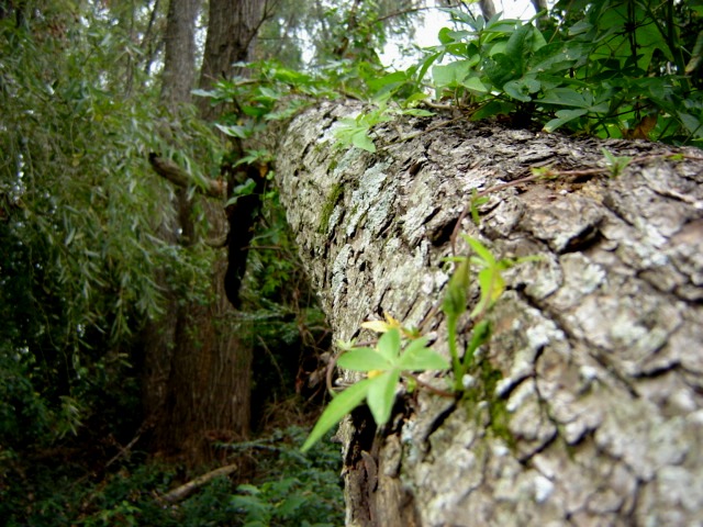Foto de Acasusso, Buenos Aires, Argentina