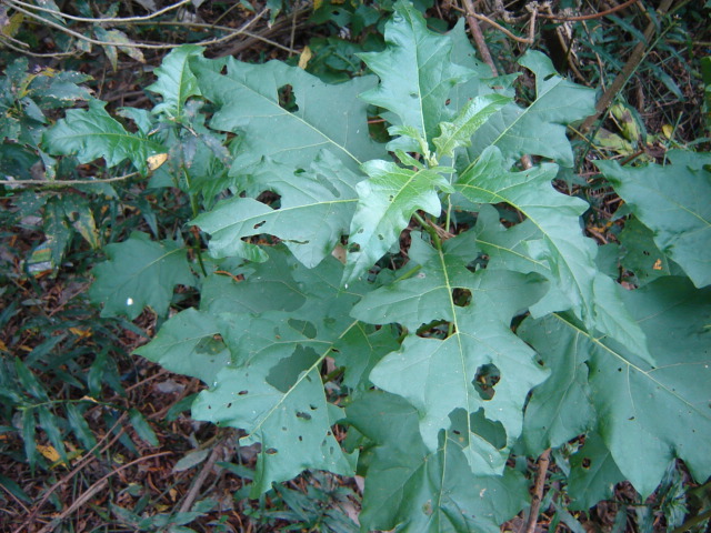 Foto de Acasusso, Buenos Aires, Argentina