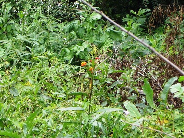 Foto de Acasusso, Buenos Aires, Argentina