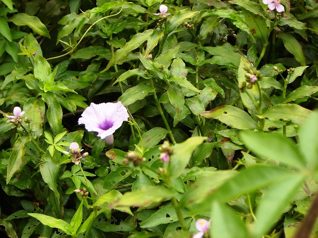 Foto de Acasusso, Buenos Aires, Argentina