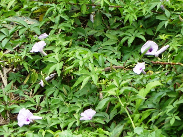 Foto de Acasusso, Buenos Aires, Argentina