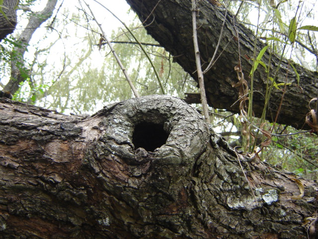 Foto de Acasusso, Buenos Aires, Argentina