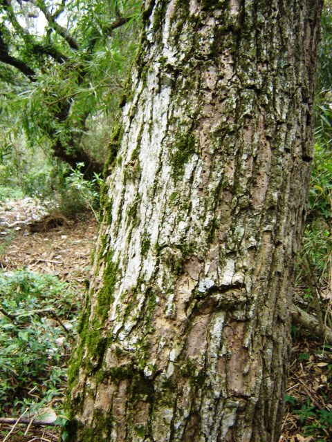 Foto de Acasusso, Buenos Aires, Argentina