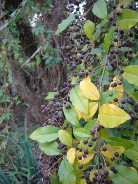 Foto de Acasusso, Buenos Aires, Argentina