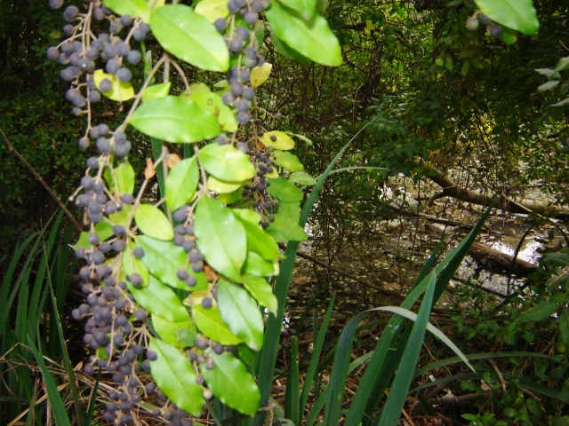 Foto de Acasusso, Buenos Aires, Argentina