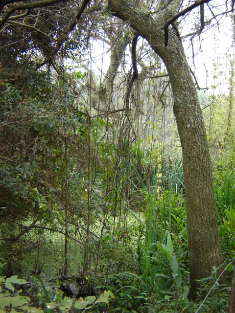 Foto de Acasusso, Buenos Aires, Argentina