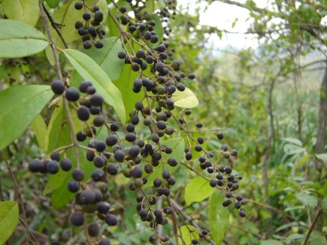 Foto de Acasusso, Buenos Aires, Argentina