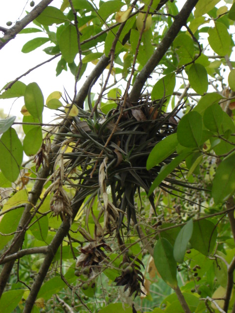 Foto de Acasusso, Buenos Aires, Argentina