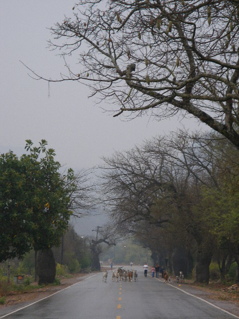 Foto de Yacuibay, Bolivia