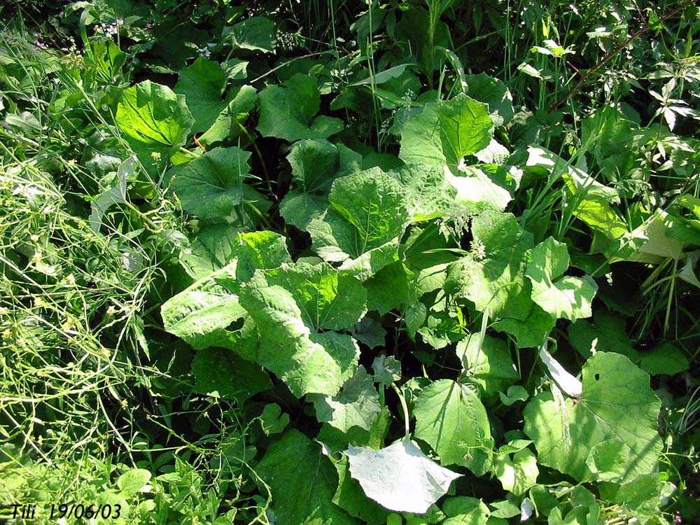 Foto de La Manjoya (Asturias), España