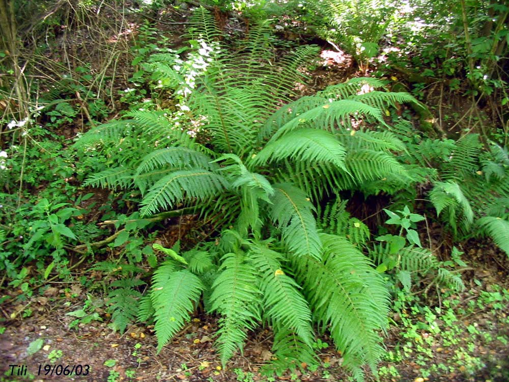 Foto de La Manjoya (Asturias), España