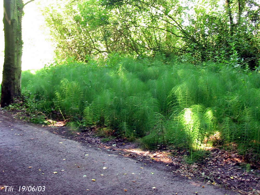 Foto de La Manjoya (Asturias), España