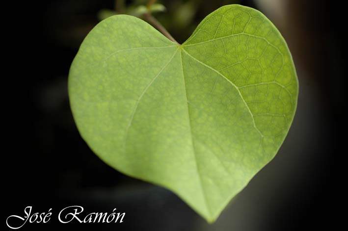 Foto de Cádiz (Andalucía), España
