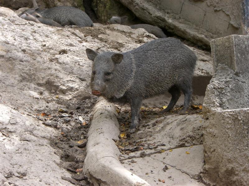 Foto de Valencia, Venezuela