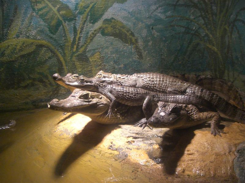 Foto de Valencia, Venezuela