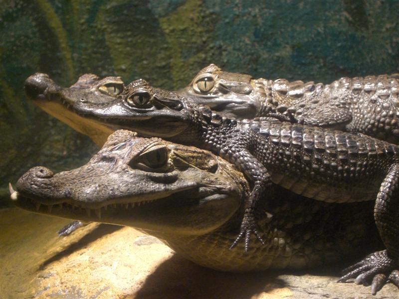 Foto de Valencia, Venezuela