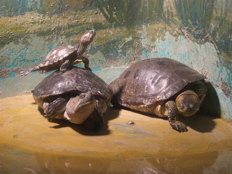 Foto de Valencia, Venezuela